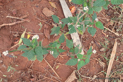 Plantae