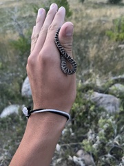 Coluber constrictor flaviventris