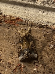 Spodoptera ornithogalli