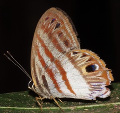 Euselasia clithra
