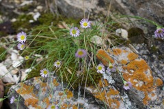 Erigeron arenarioides