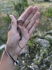 Coluber constrictor flaviventris