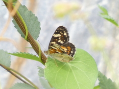 Phyciodes picta