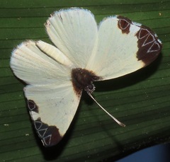 Nymphidium leucosia