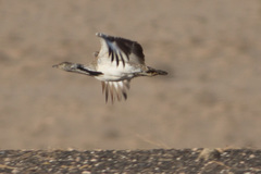 Houbara Bustard photo 2