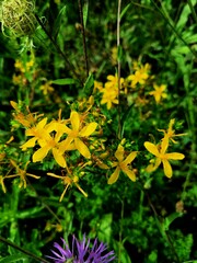 Hypericum perforatum