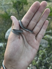 Coluber constrictor flaviventris