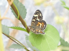 Phyciodes picta