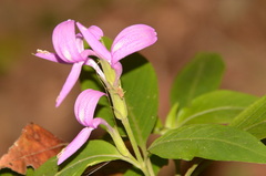 Acanthaceae