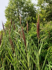 Phragmites australis australis