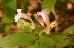 Strobilanthes