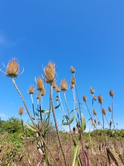 Dipsacus fullonum