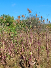Dipsacus fullonum