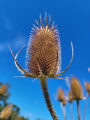 Dipsacus fullonum