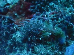 Phyllodesmium briareum