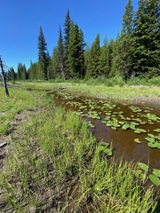 Somatochlora hudsonica