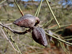 Hakea leucoptera leucoptera