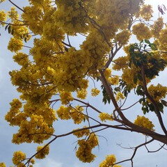 Roseodendron donnell-smithii