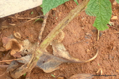 Plantae
