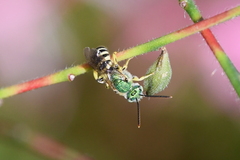 Agapostemon