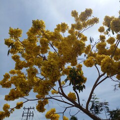 Roseodendron donnell-smithii