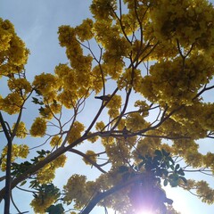 Roseodendron donnell-smithii