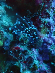 Euphyllia