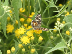 Phyciodes picta