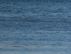 Calidris canutus