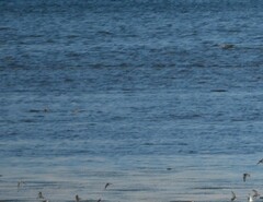 Calidris canutus