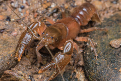 Cambarus bartonii