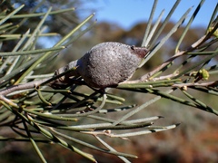 Hakea leucoptera leucoptera