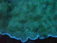 Leptoseris explanata