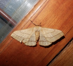 Eupterote hibisci gardneri