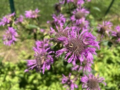 Monarda