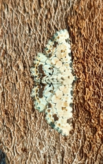 Sandava scitisignata