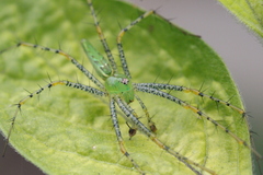 Peucetia viridans