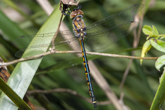 Hemicordulia australiae