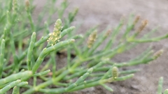 Salicornia pacifica