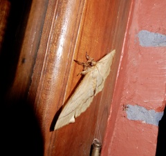 Eupterote hibisci gardneri