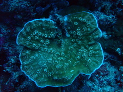 Leptoseris explanata