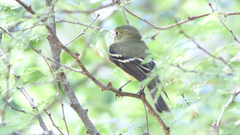 Empidonax