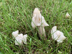 Helvella crispa