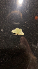 Chlorochlamys chloroleucaria