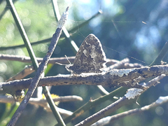 Theclinesthes serpentata