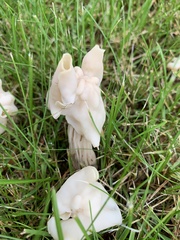 Helvella crispa