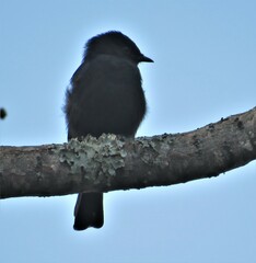 Melaenornis pammelaina ater