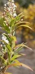 Leucopogon affinis