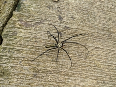 Nephila pilipes