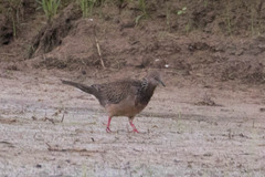 Streptopelia chinensis